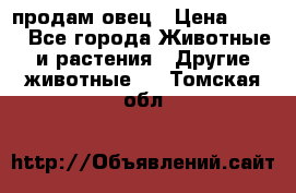  продам овец › Цена ­ 100 - Все города Животные и растения » Другие животные   . Томская обл.